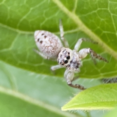 Opisthoncus grassator at Reid, ACT - 23 Nov 2023 06:01 PM