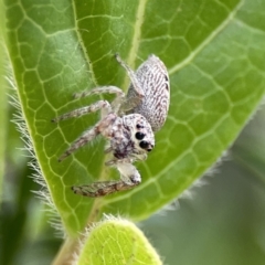 Opisthoncus grassator at Reid, ACT - 23 Nov 2023 06:01 PM