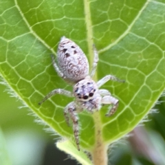 Opisthoncus grassator at Reid, ACT - 23 Nov 2023