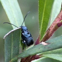 Aporocera (Aporocera) scabrosa (Leaf beetle) at Reid, ACT - 23 Nov 2023 by Hejor1