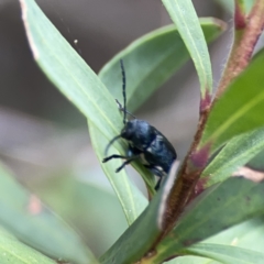 Aporocera (Aporocera) scabrosa at Reid, ACT - 23 Nov 2023 05:58 PM