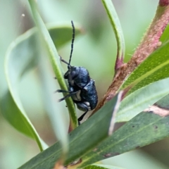 Aporocera (Aporocera) scabrosa at Reid, ACT - 23 Nov 2023