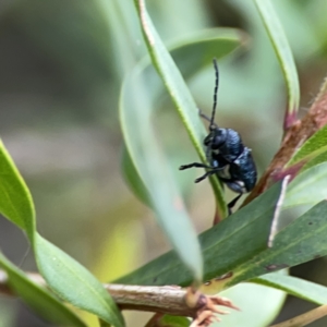 Aporocera (Aporocera) scabrosa at Reid, ACT - 23 Nov 2023 05:58 PM