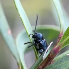 Aporocera (Aporocera) scabrosa at Reid, ACT - 23 Nov 2023 05:58 PM