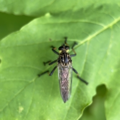 Unidentified Robber fly (Asilidae) at Reid, ACT - 23 Nov 2023 by Hejor1