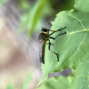 Zosteria rosevillensis at Reid, ACT - 23 Nov 2023