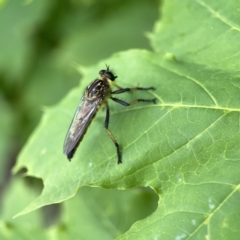 Zosteria rosevillensis at Reid, ACT - 23 Nov 2023