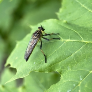 Zosteria rosevillensis at Reid, ACT - 23 Nov 2023