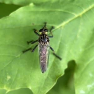 Zosteria rosevillensis at Reid, ACT - 23 Nov 2023