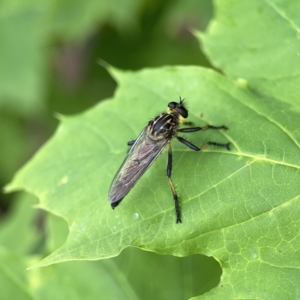 Zosteria rosevillensis at Reid, ACT - 23 Nov 2023