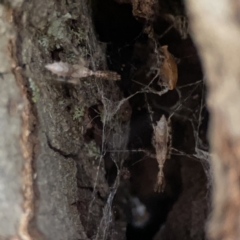 Stenolemus sp. (genus) (Thread-legged assassin bug) at Reid, ACT - 23 Nov 2023 by Hejor1