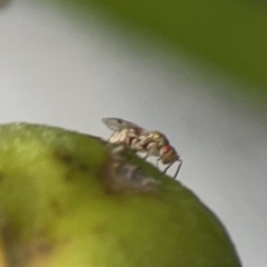 Megastigmus sp. (genus) (Parasitic wasp) at Reid, ACT - 23 Nov 2023 by Hejor1