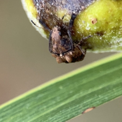 Doticus palmaris (Dried Apple Weevil) at Reid, ACT - 23 Nov 2023 by Hejor1
