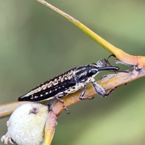 Rhinotia adelaidae at Reid, ACT - 23 Nov 2023