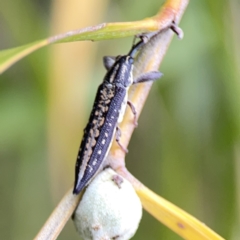 Rhinotia adelaidae at Reid, ACT - 23 Nov 2023