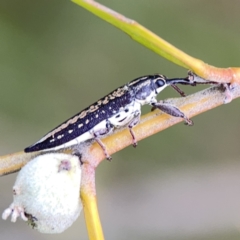 Rhinotia adelaidae at Reid, ACT - 23 Nov 2023