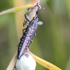 Rhinotia adelaidae at Reid, ACT - 23 Nov 2023