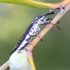 Rhinotia adelaidae at Reid, ACT - 23 Nov 2023