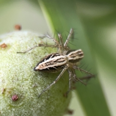 Oxyopes sp. (genus) (Lynx spider) at Reid, ACT - 23 Nov 2023 by Hejor1