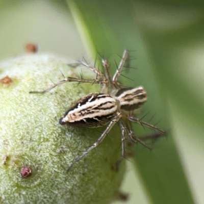 Oxyopes sp. (genus) (Lynx spider) at Reid, ACT - 23 Nov 2023 by Hejor1
