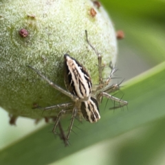 Oxyopes sp. (genus) at Reid, ACT - 23 Nov 2023 05:28 PM