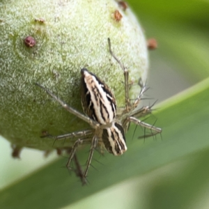 Oxyopes sp. (genus) at Reid, ACT - 23 Nov 2023 05:28 PM