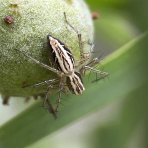 Oxyopes sp. (genus) at Reid, ACT - 23 Nov 2023