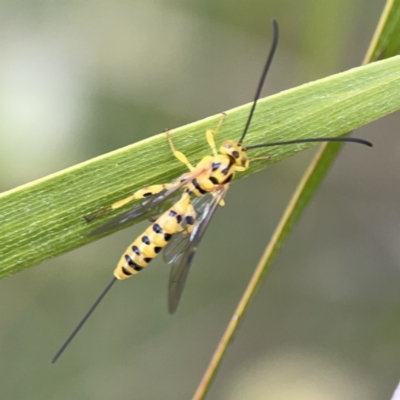 Xanthopimpla sp. (genus) (A yellow Ichneumon wasp) at Reid, ACT - 23 Nov 2023 by Hejor1