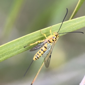 Xanthopimpla sp. (genus) at Reid, ACT - 23 Nov 2023