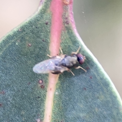 Unidentified Other true fly at Reid, ACT - 23 Nov 2023 by Hejor1