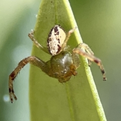 Australomisidia sp. (genus) (Flower spider) at Reid, ACT - 23 Nov 2023 by Hejor1