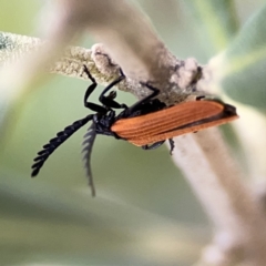 Porrostoma rhipidium (Long-nosed Lycid (Net-winged) beetle) at Reid, ACT - 23 Nov 2023 by Hejor1