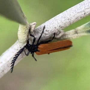 Porrostoma rhipidium at Reid, ACT - 23 Nov 2023