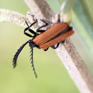 Porrostoma rhipidium at Reid, ACT - 23 Nov 2023 05:05 PM