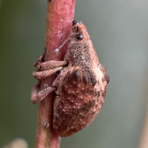 Gonipterus sp. (genus) at Reid, ACT - 23 Nov 2023