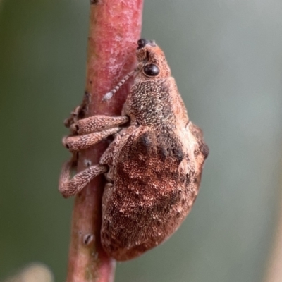 Gonipterus sp. (genus) (Eucalyptus Weevil) at Reid, ACT - 23 Nov 2023 by Hejor1