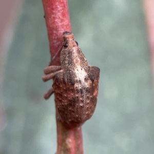 Gonipterus sp. (genus) at Reid, ACT - 23 Nov 2023