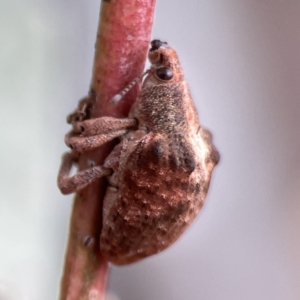 Gonipterus sp. (genus) at Reid, ACT - 23 Nov 2023