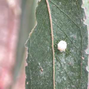 Glycaspis sp. (genus) at Reid, ACT - 23 Nov 2023