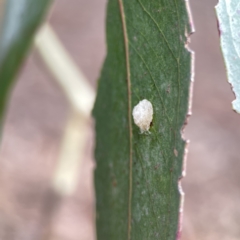 Glycaspis sp. (genus) at Reid, ACT - 23 Nov 2023 05:01 PM