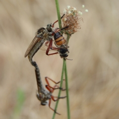 Zosteria sp. (genus) (Common brown robber fly) at Higgins, ACT - 24 Nov 2023 by MichaelWenke