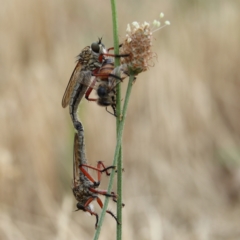 Zosteria sp. (genus) at Higgins, ACT - 24 Nov 2023