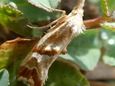 Heliocosma incongruana (A Tortricid moth) at QPRC LGA - 23 Nov 2023 by arjay