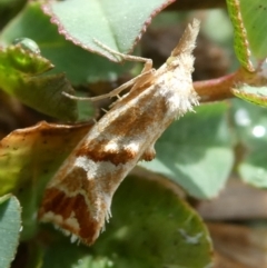 Heliocosma incongruana (A Tortricid moth) at Charleys Forest, NSW - 23 Nov 2023 by arjay