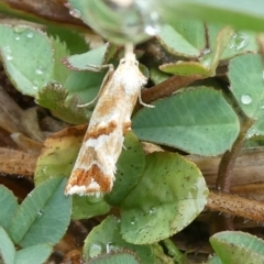 Heliocosma incongruana at suppressed - suppressed