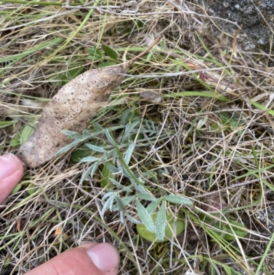 Swainsona sericea (Silky Swainson-Pea) at Pine Island to Point Hut - 24 Nov 2023 by JT1997