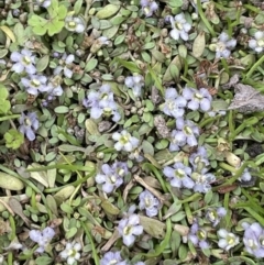 Glossostigma diandrum (Spoon-leaf Mud-mat) at Adaminaby, NSW - 22 Nov 2023 by JaneR