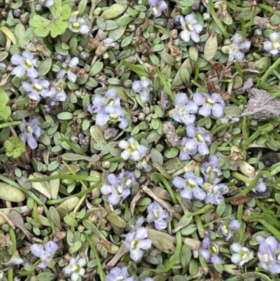 Glossostigma diandrum (Spoon-leaf Mud-mat) at Adaminaby, NSW - 23 Nov 2023 by JaneR