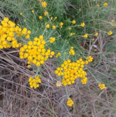 Chrysocephalum semipapposum (Clustered Everlasting) at Symonston, ACT - 24 Nov 2023 by CallumBraeRuralProperty