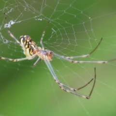 Leucauge sp. (genus) (Silver Orb-weaver) at Belvoir Park - 24 Nov 2023 by KylieWaldon